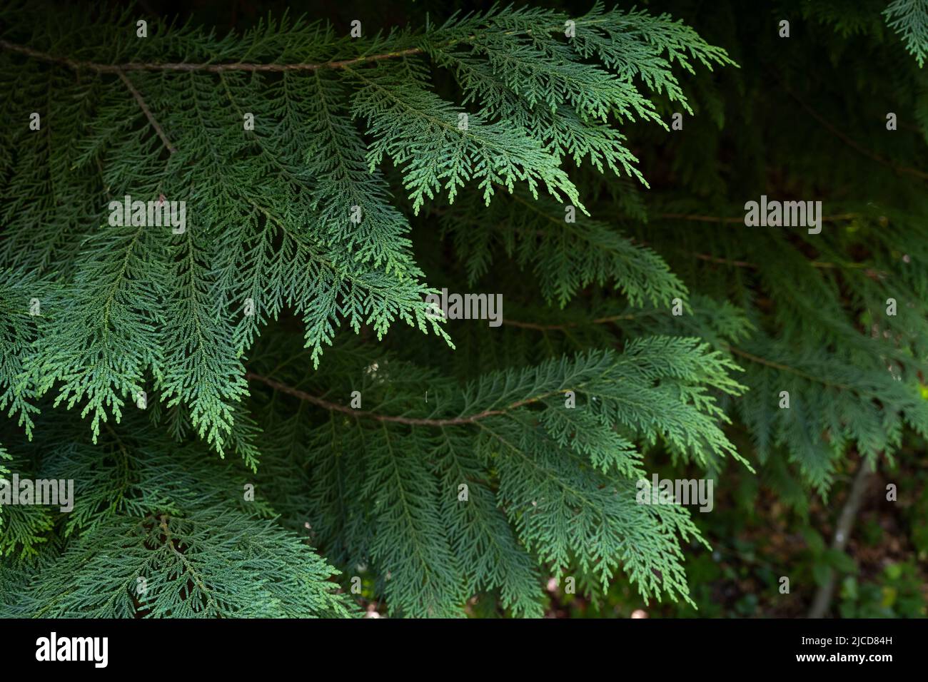 Lawson cypress (Chamaecyparis lawsoniana) evergreen foliage Stock Photo