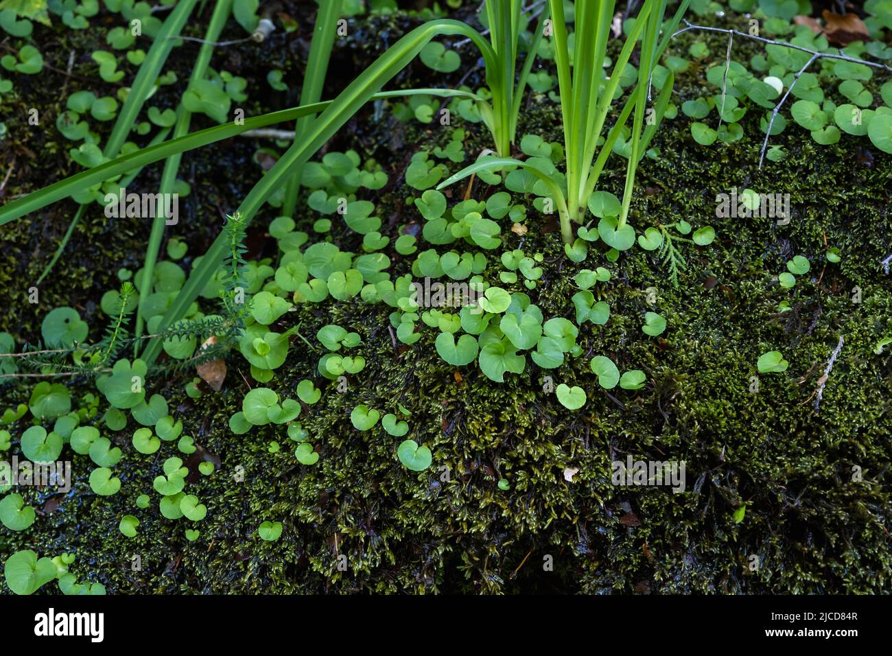 Navelwort green leaves, succulent plant growing on a wet shady mossy forest Stock Photo