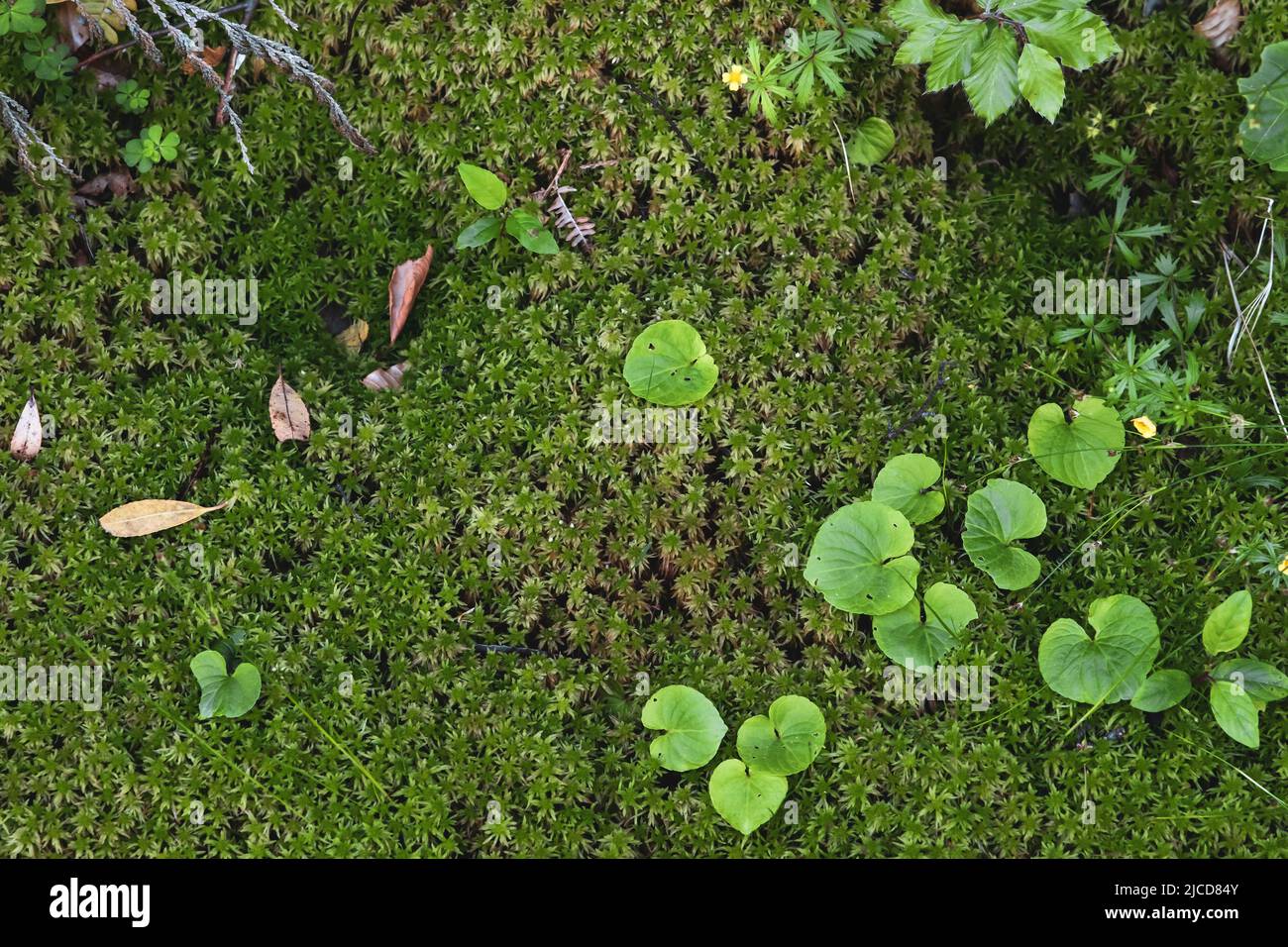 Navelwort green leaves, succulent plant growing on a wet shady mossy forest Stock Photo