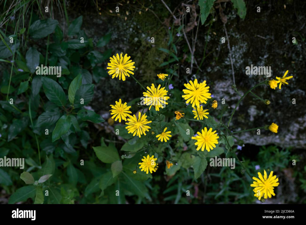 Common nipplewort (Lapsana communis) yellow flowers Stock Photo