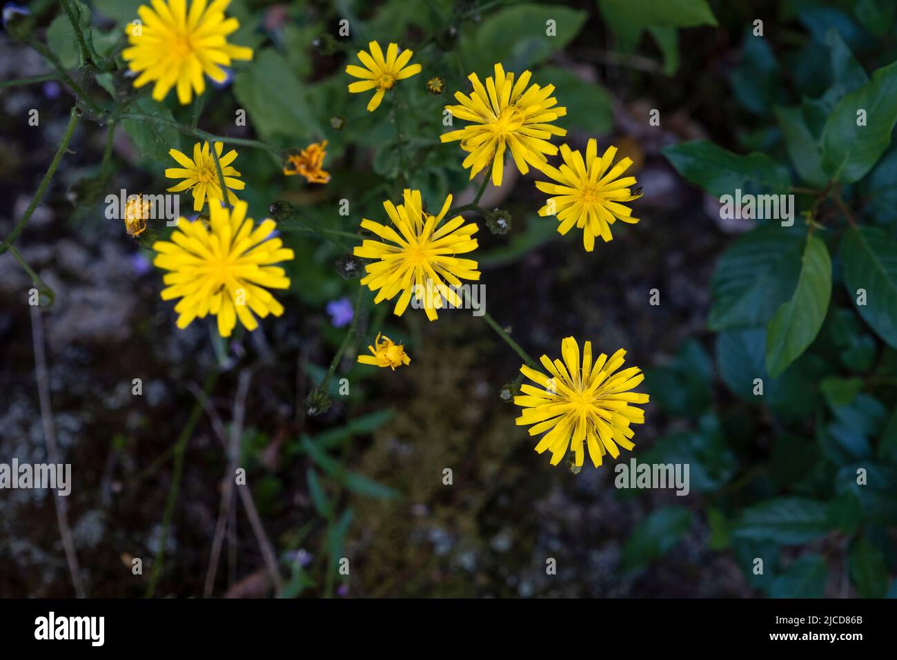 Common nipplewort (Lapsana communis) yellow flowers Stock Photo