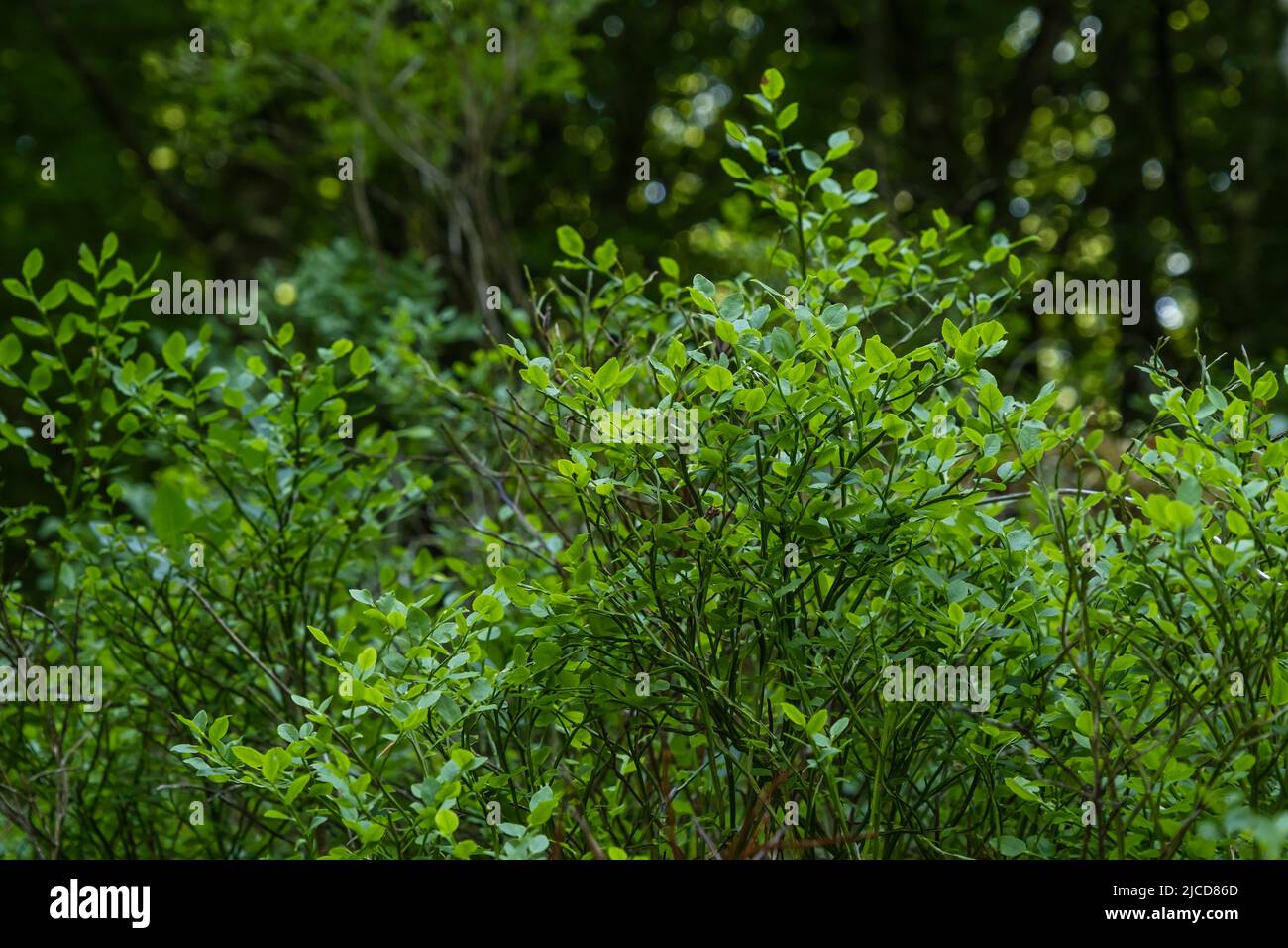 European blueberry or blue whortleberry (Vaccinium myrtillus) growing in Peneda-Geres National Park, Portugal Stock Photo
