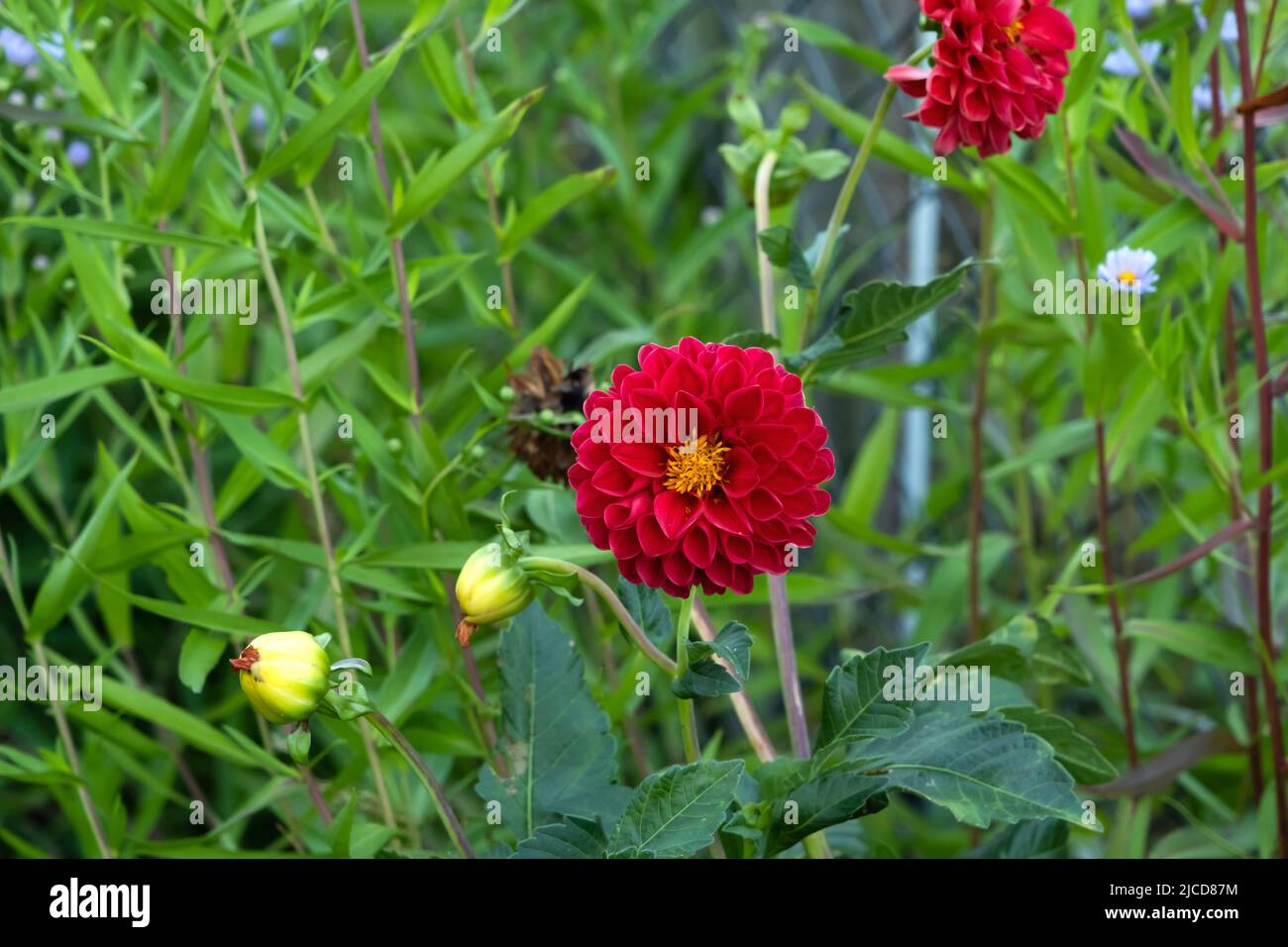 Garden dahlia (Dahlia pinnata) red flowers Stock Photo