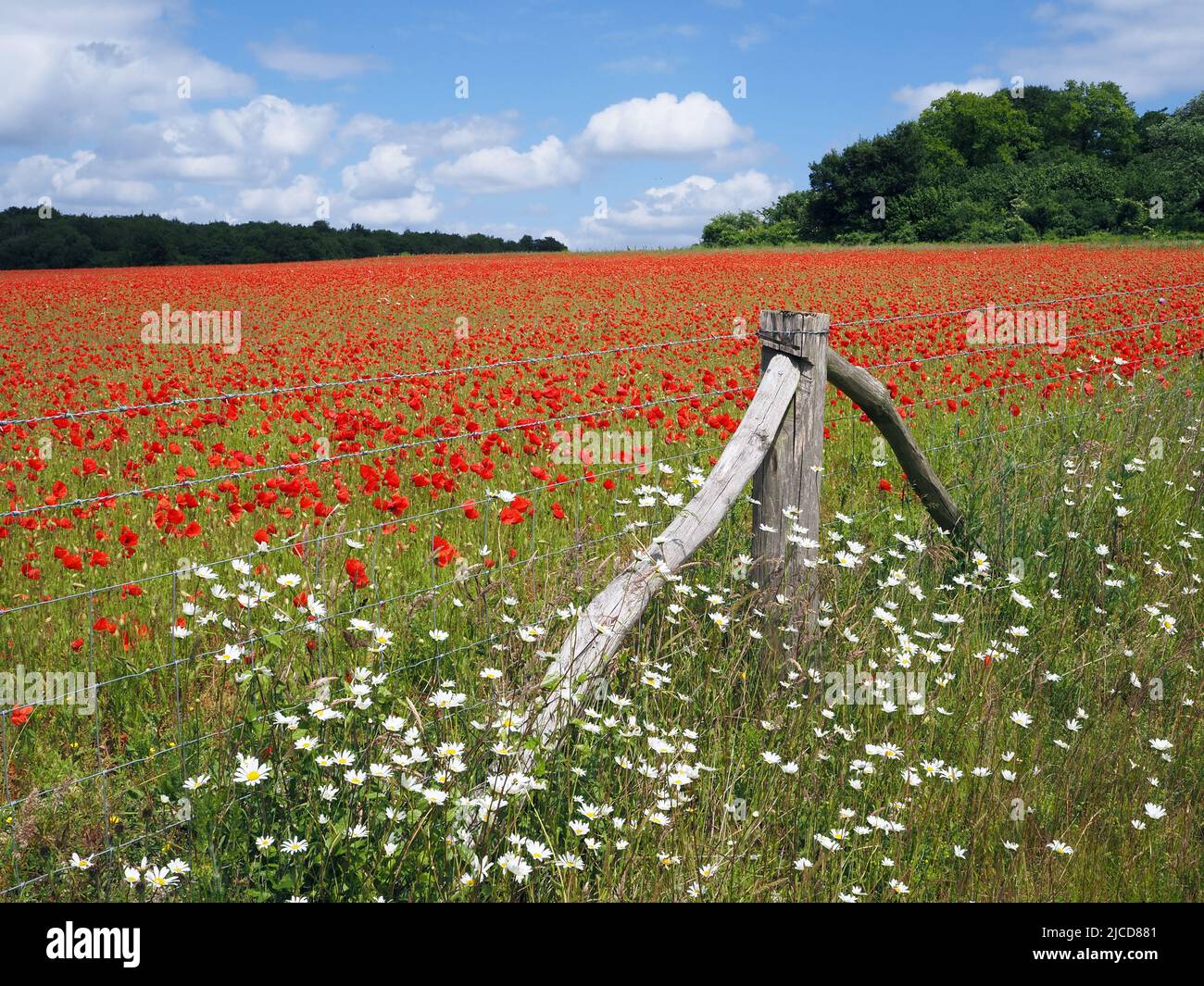 Epsom Downs, Surrey, UK. 12th June, 2022. A splash of red in the Surrey countryside. Beautiful poppies give a dazzling display in the sunshine on the North Downs near Epsom. Credit: Julia Gavin/Alamy Live News Stock Photo