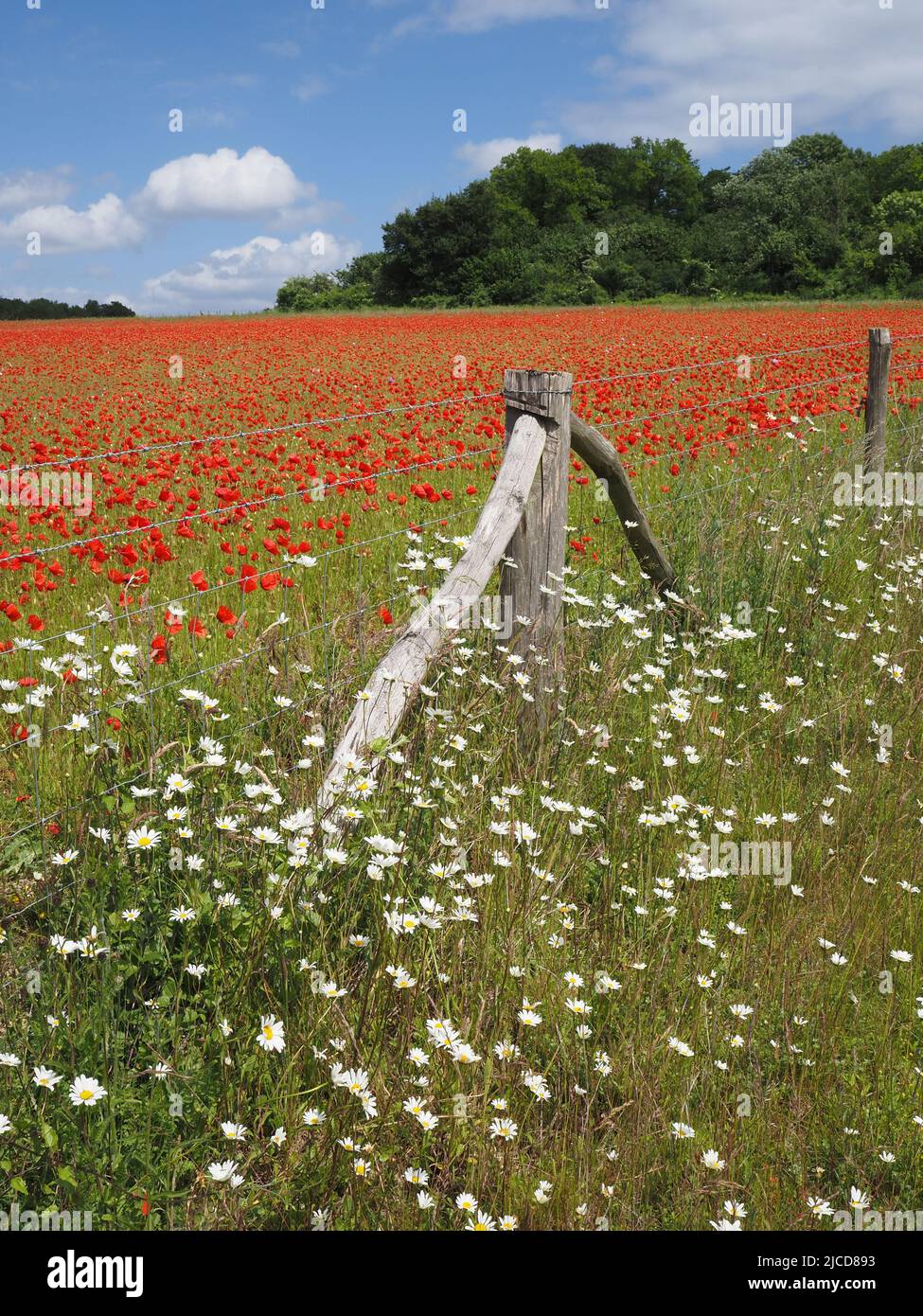 Epsom Downs, Surrey, UK. 12th June, 2022. A splash of red in the Surrey countryside. Beautiful poppies give a dazzling display in the sunshine on the North Downs near Epsom. Credit: Julia Gavin/Alamy Live News Stock Photo