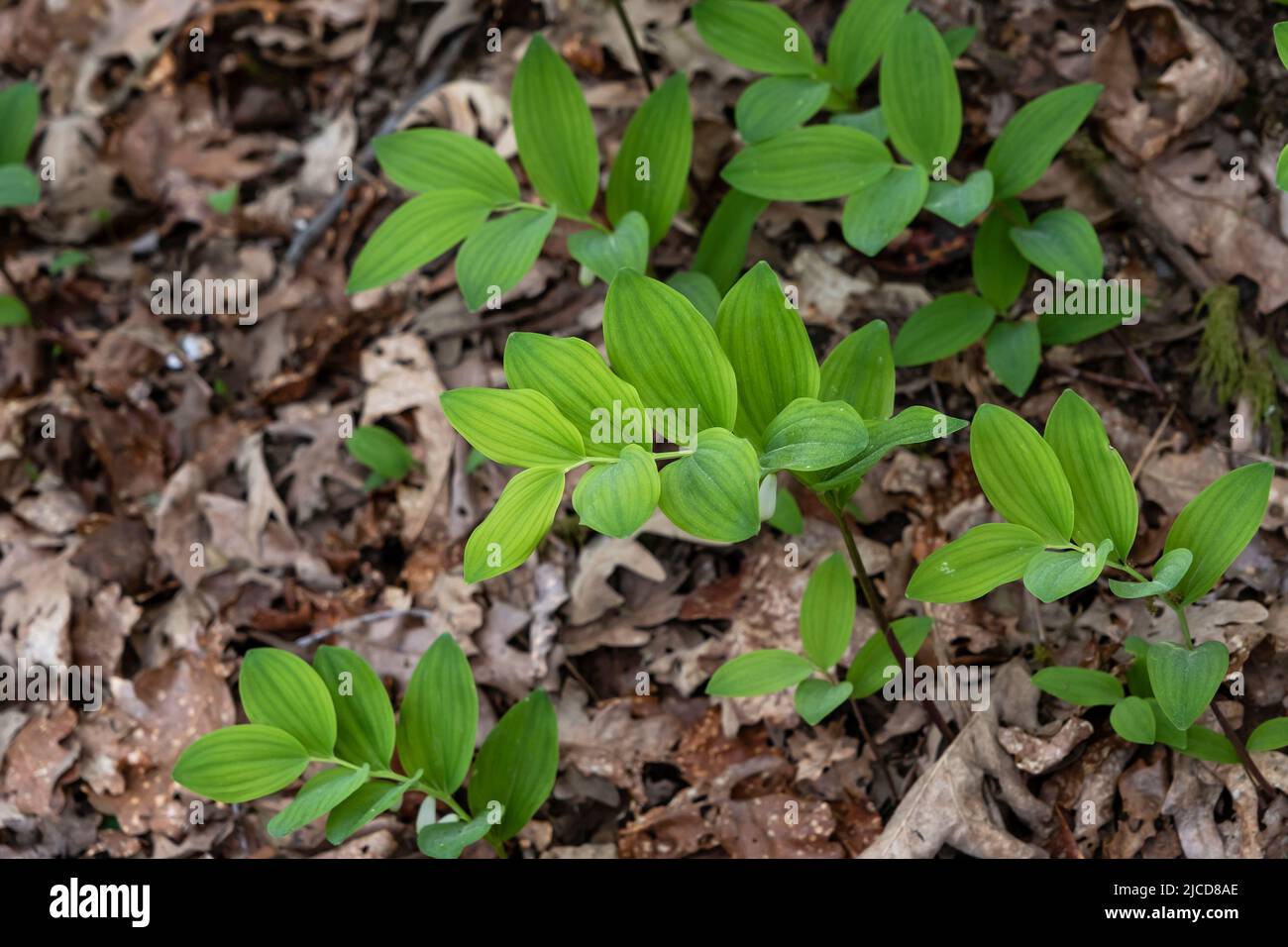 Angular Solomon's seal (Polygonatum odoratum) fresh green leaves Stock Photo