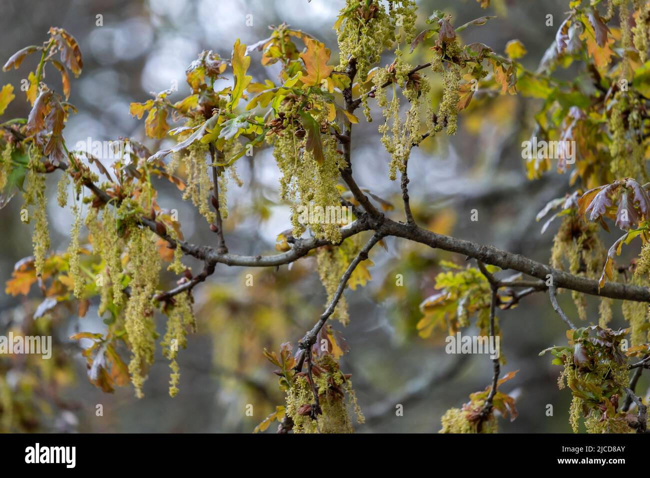 Sessile oak (Quercus petraea) new springtime foliage and male catkins ...