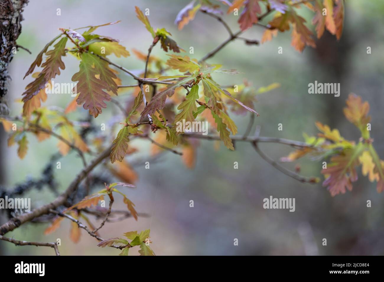 Sessile oak (Quercus petraea) new springtime foliage Stock Photo - Alamy