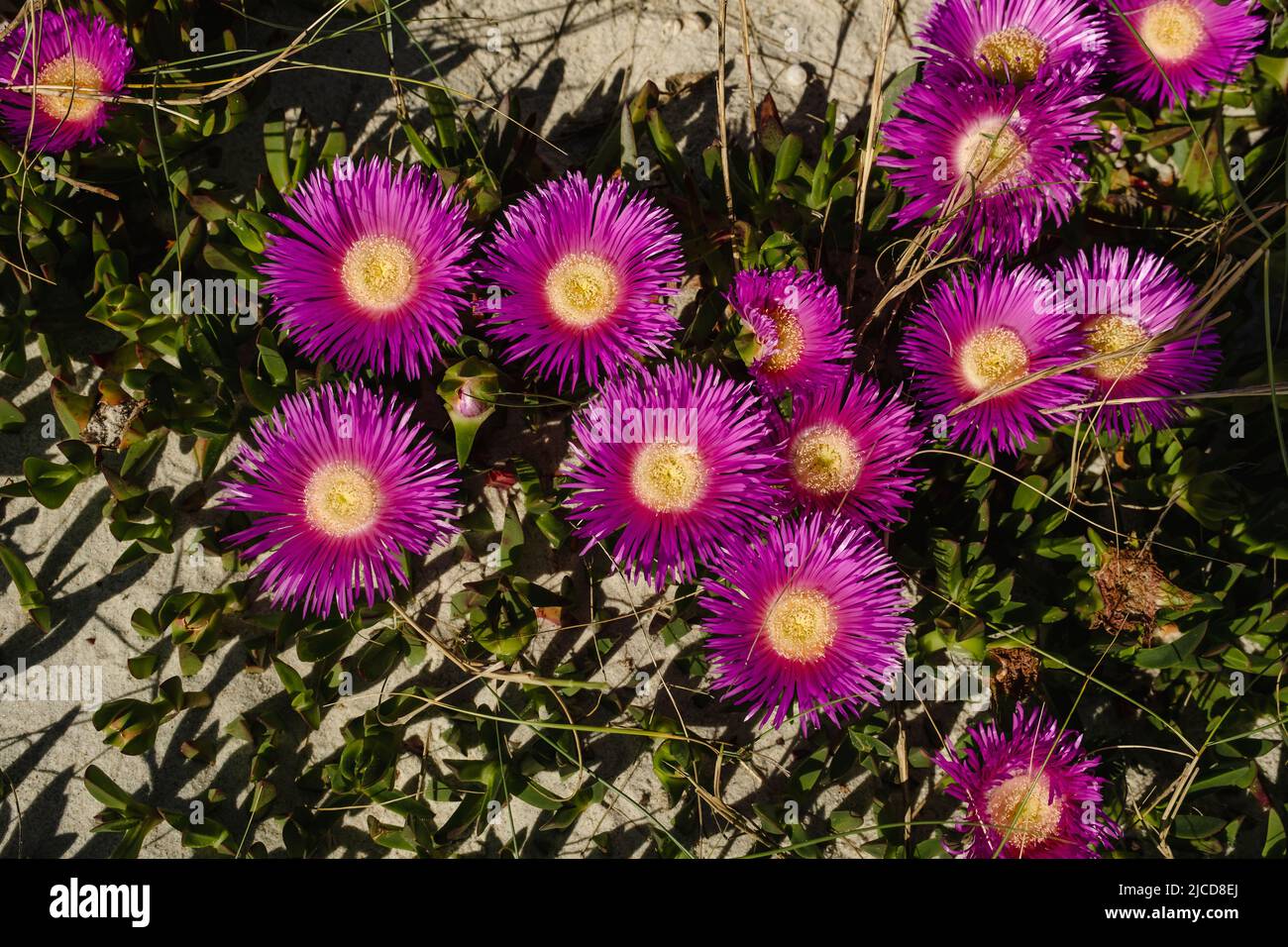 Hottentot-fig ice plant (Carpobrotus edulis) deep magenta flowers Stock Photo