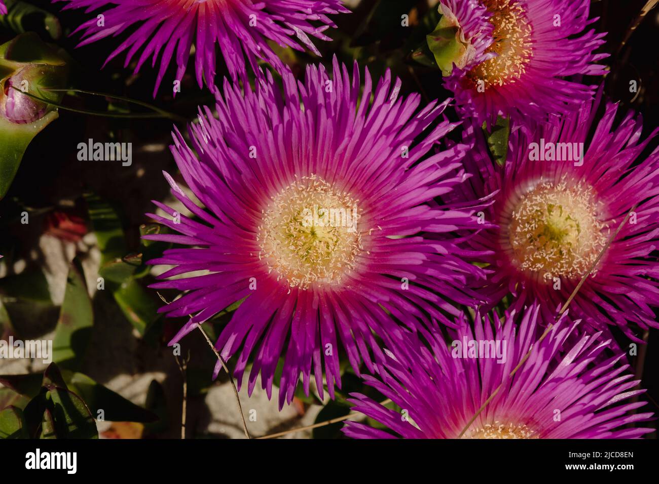 Hottentot-fig ice plant (Carpobrotus edulis) deep magenta flowers Stock Photo