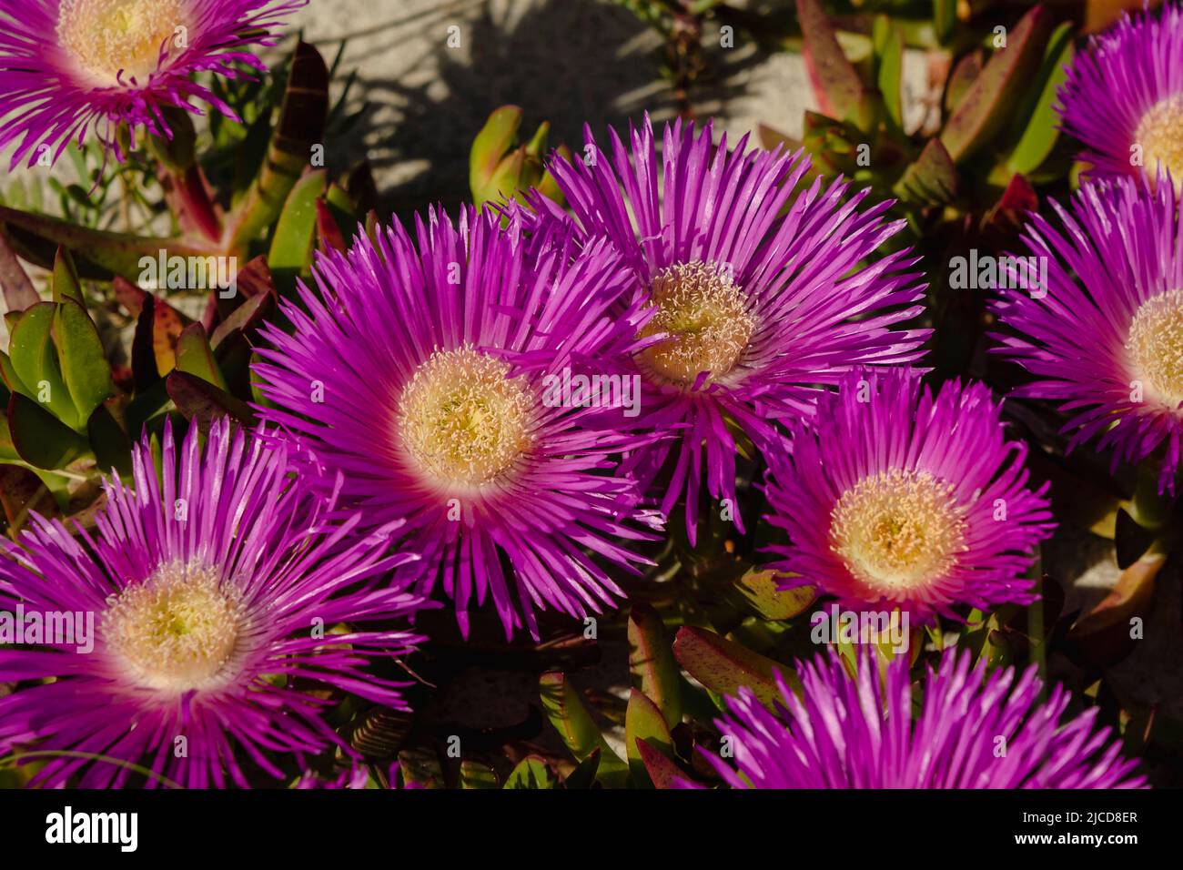 Hottentot-fig ice plant (Carpobrotus edulis) deep magenta purplish flowers Stock Photo