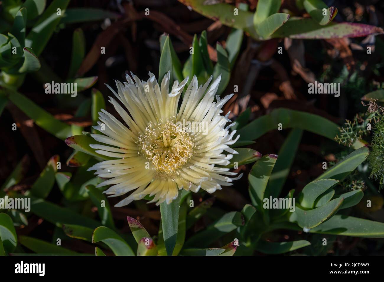 Hottentot-fig ice plant (Carpobrotus edulis) white yellowish flowers Stock Photo