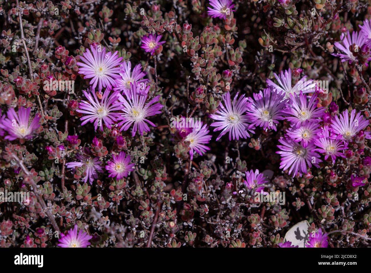 Pale dew plant (Drosanthemum floribundum) blooming lavender colored flowers Stock Photo