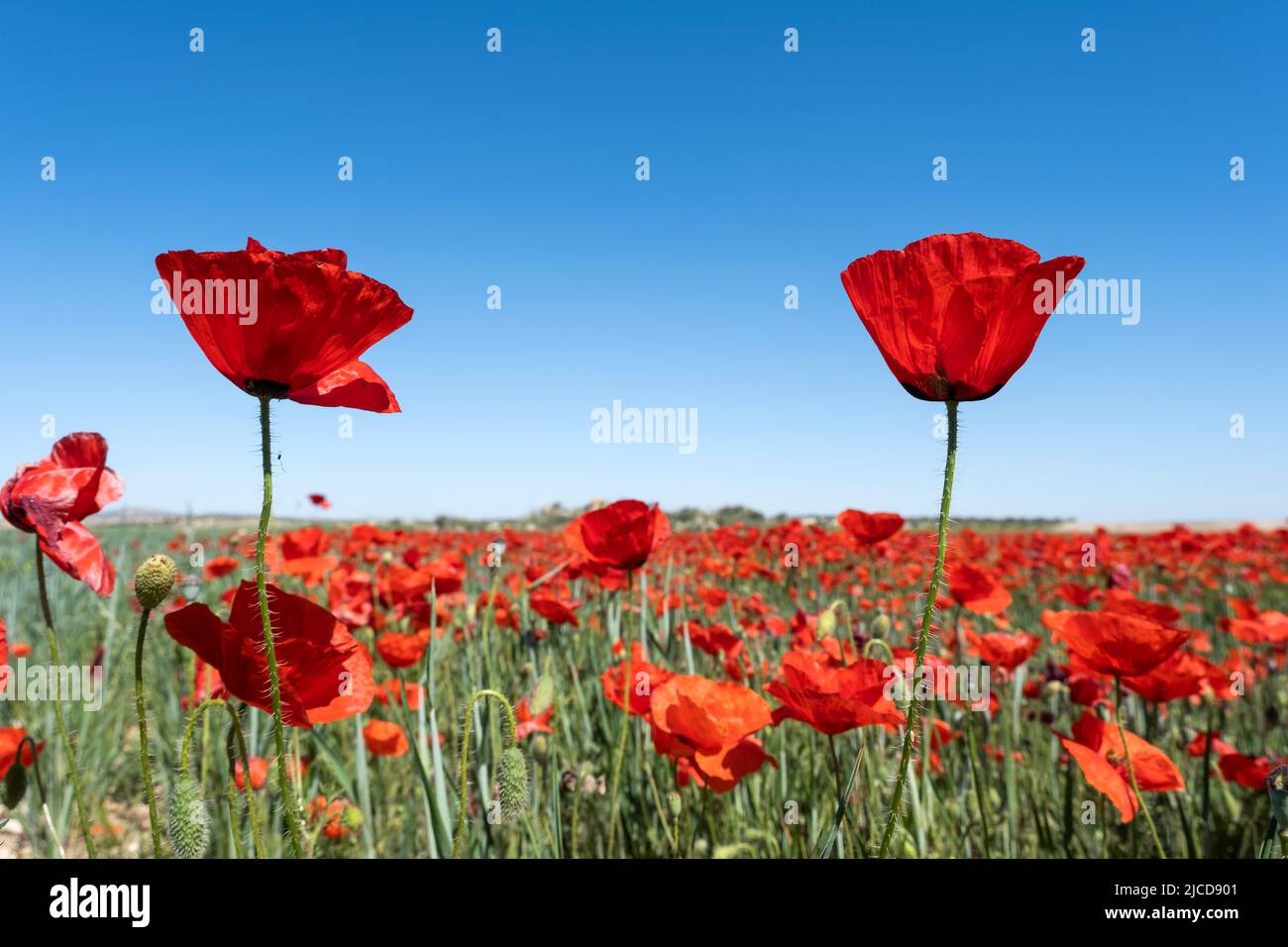 Red poppy (Papaver rhoeas) wild flowers blooming in the springtime fields, blue sky background Stock Photo