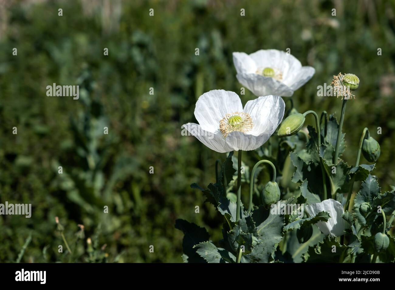 Papaver somniferum known as opium poppy white flowers blooming in ...