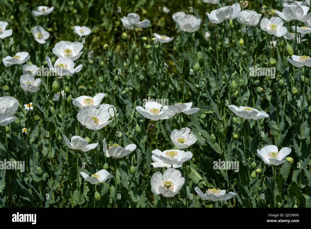 Papaver somniferum known as opium poppy white flowers blooming in ...