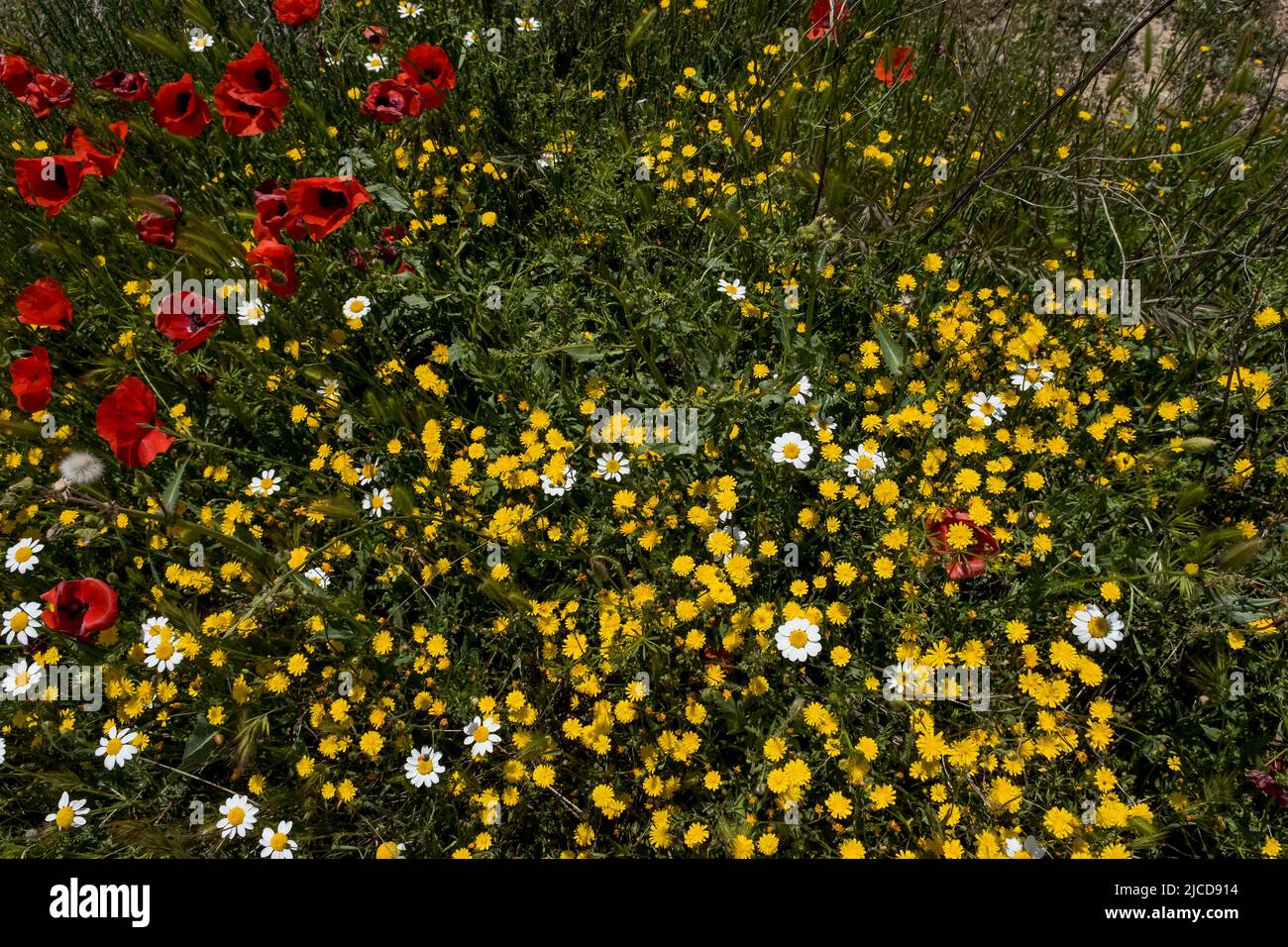 Wild springtime flowers (red poppies, yellow smooth hawksbeard and white anacyclus) blooming in spring Stock Photo