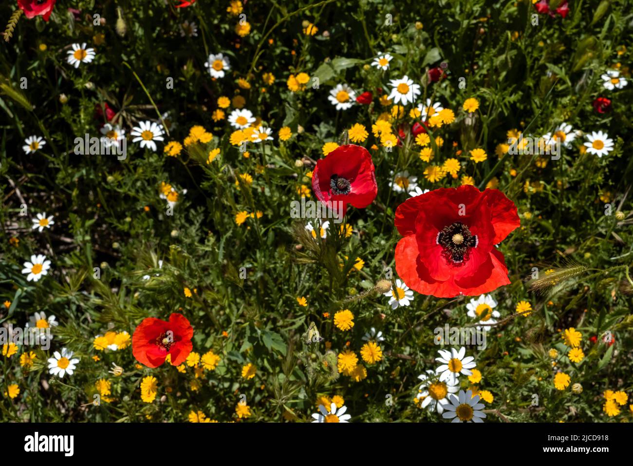 Wild springtime flowers (red poppies, yellow smooth hawksbeard and white anacyclus) blooming in spring Stock Photo