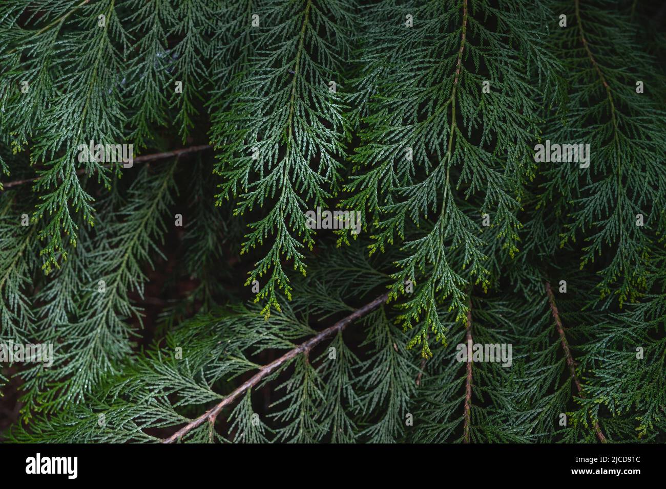 Lawson cypress (Chamaecyparis lawsoniana) evergreen foliage Stock Photo