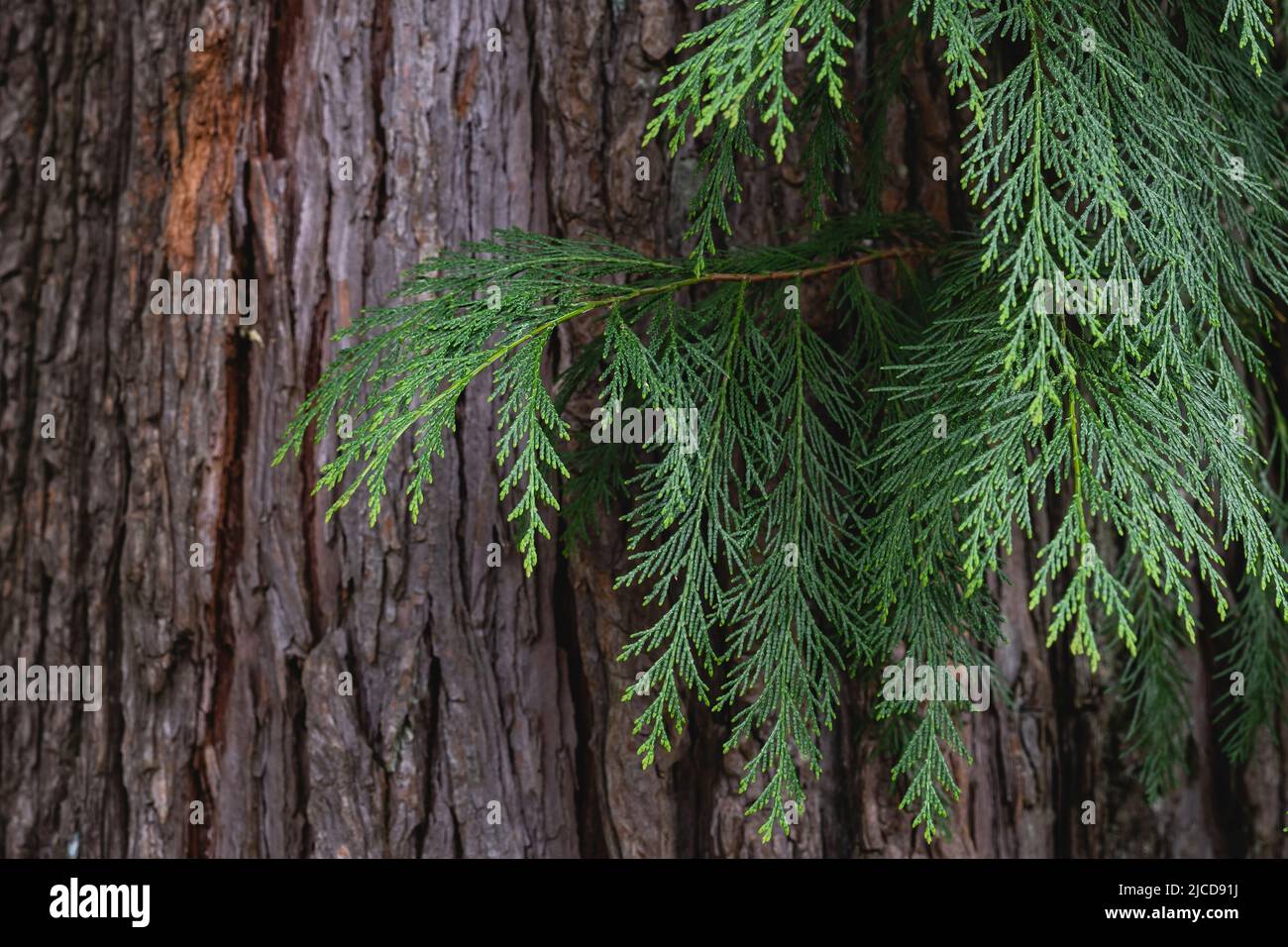 Lawson cypress (Chamaecyparis lawsoniana) evergreen foliage and bark detail Stock Photo