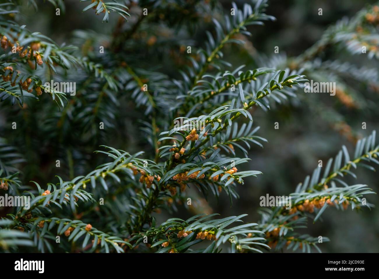Taxus Baccata or European yew dark green foliage and male flowers Stock Photo