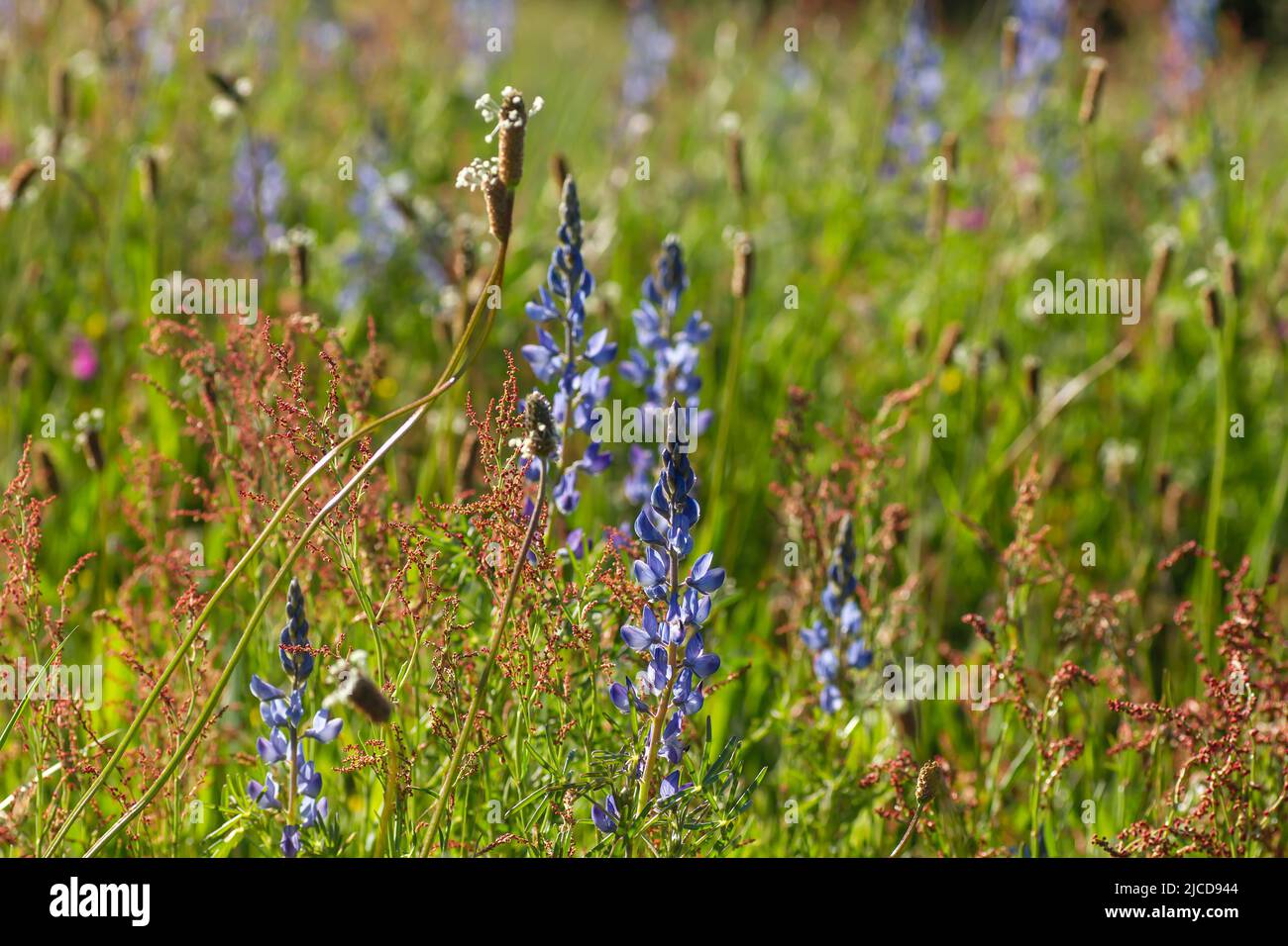 Lupinus angustifolius or narrowleaf lupin wild flowers Stock Photo