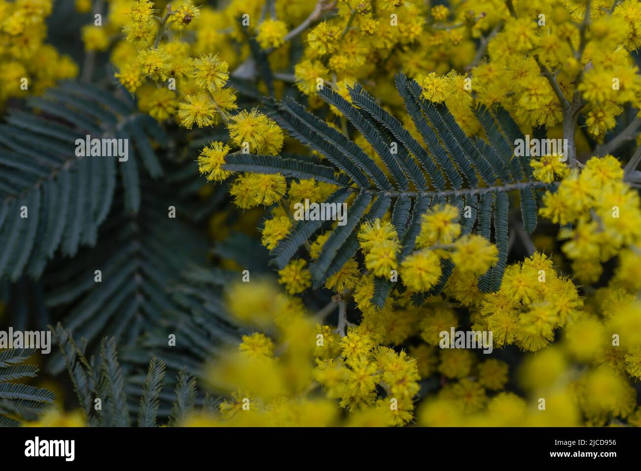 Acacia dealbata silver wattle yellow flowers blooming close up Stock Photo