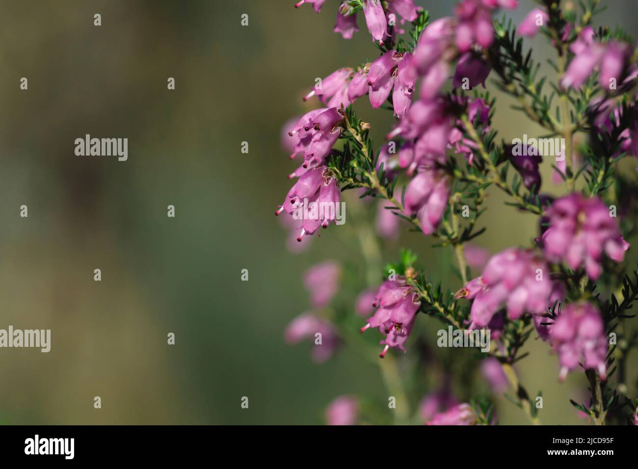 Detail of irish heath - Erica Erigenea - pink flowers blooming in spring Stock Photo