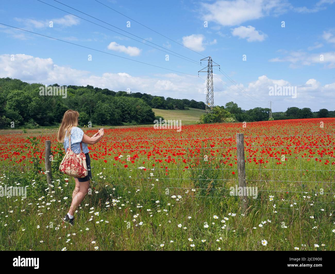 Epsom Downs, Surrey, UK. 12th June, 2022. Lady takes a photo of the beautiful poppies in the sunshine on the North Downs near Epsom. Credit: Julia Gavin/Alamy Live News Stock Photo