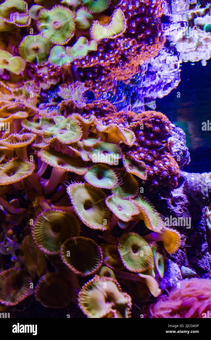 Colorful button corals swaying under the sea water, GREEN WHITE STRIPED POLYP (Zoanthus sp.) Stock Photo
