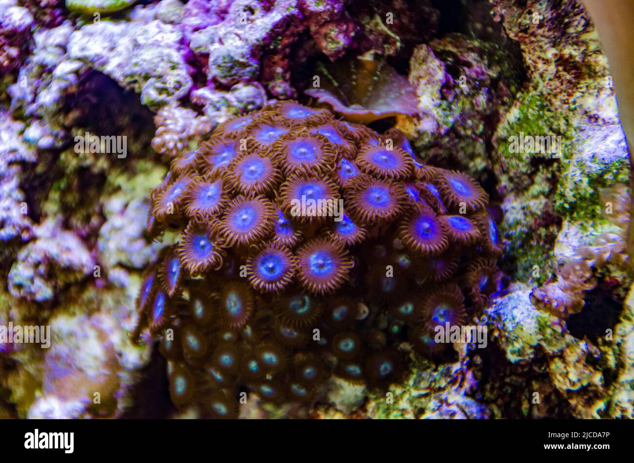 Colorful button corals swaying under the sea water, GREEN WHITE STRIPED POLYP (Zoanthus sp.) Stock Photo