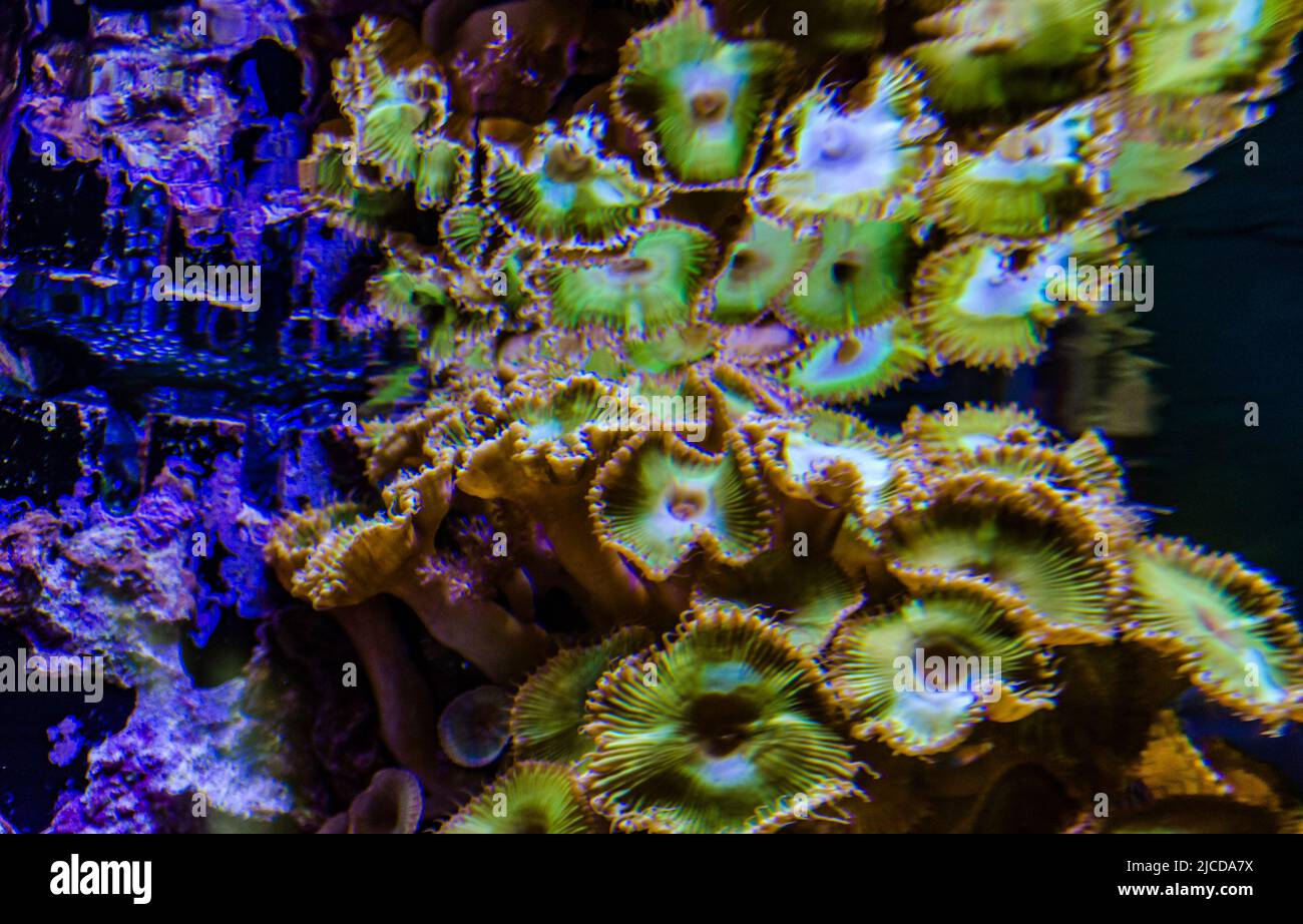 Colorful button corals swaying under the sea water, GREEN WHITE STRIPED POLYP (Zoanthus sp.) Stock Photo