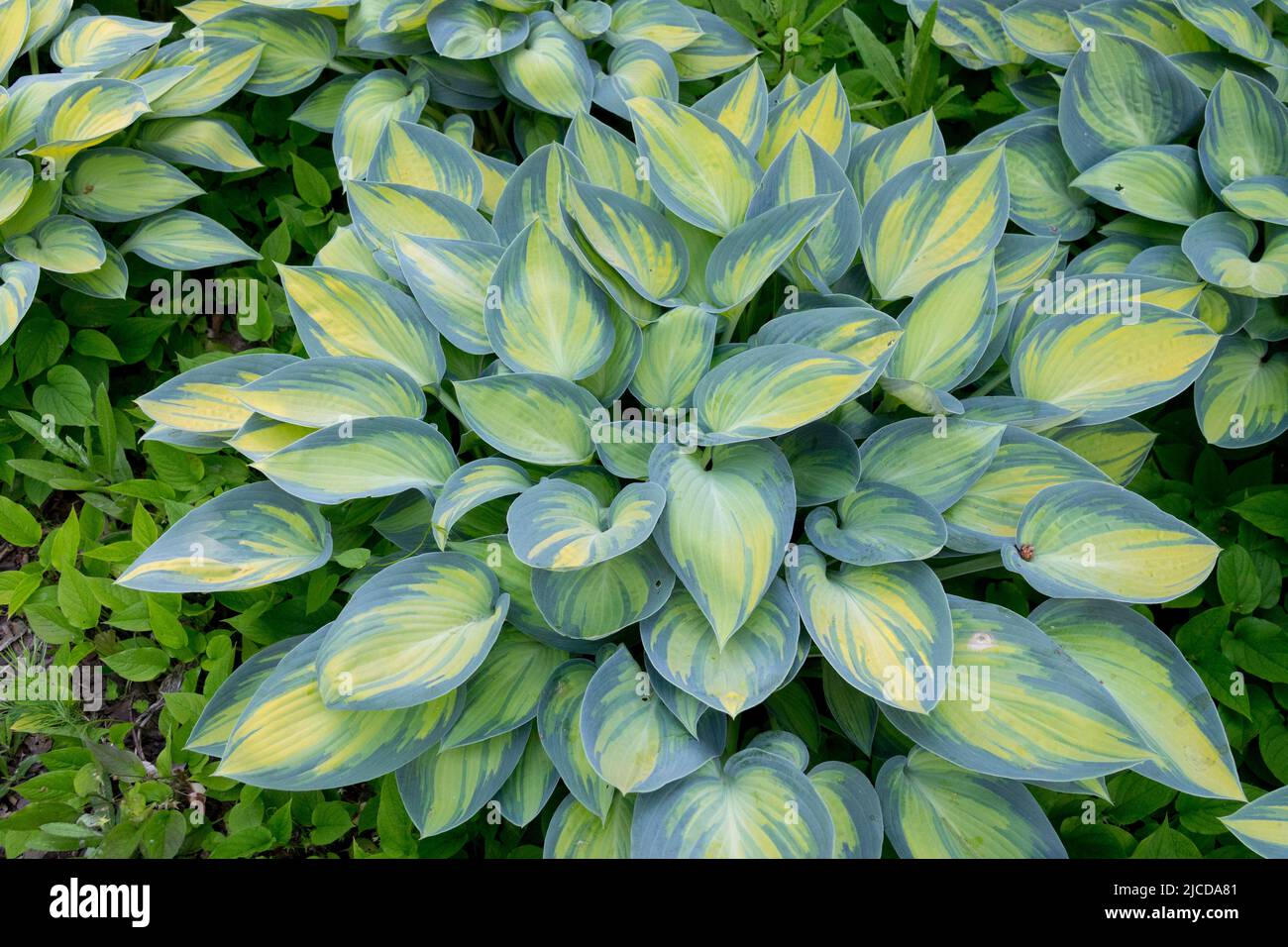 Plantain Lily, Hosta June, In, Garden, Decorative, Hostas, Yellow, Variegated, Leaves, Ornamental Stock Photo