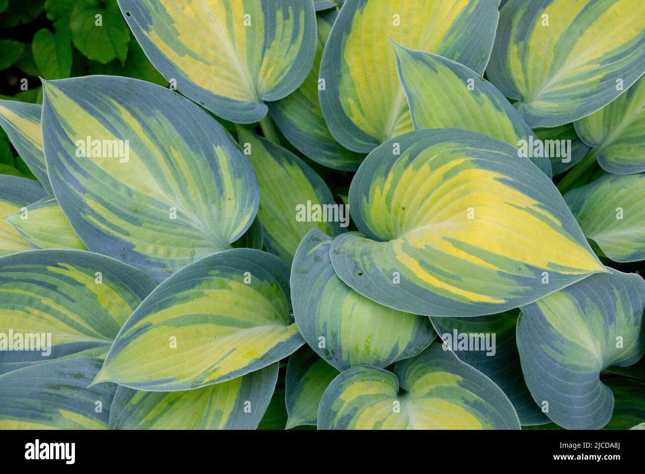 Decorative, Foliage, Hosta June, In, Garden, Plantain Lily, Variegated, Leaves Stock Photo