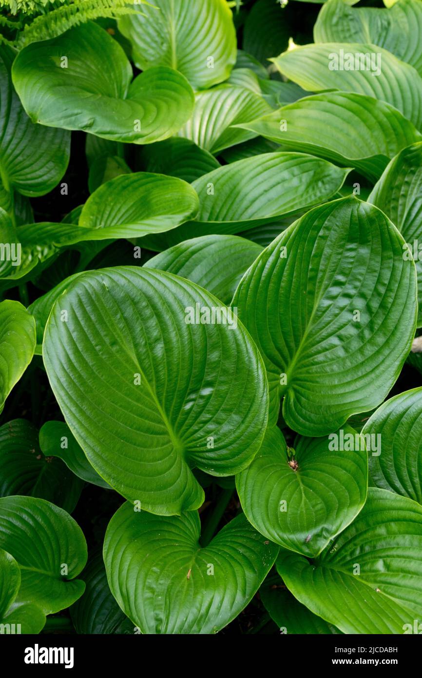 Hosta Devon Green, Plantain Lily, Hostas, Leaves Stock Photo