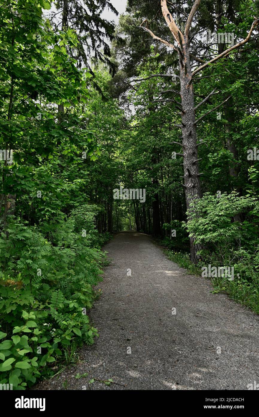 dirt path in a summer forest in Finland Stock Photo