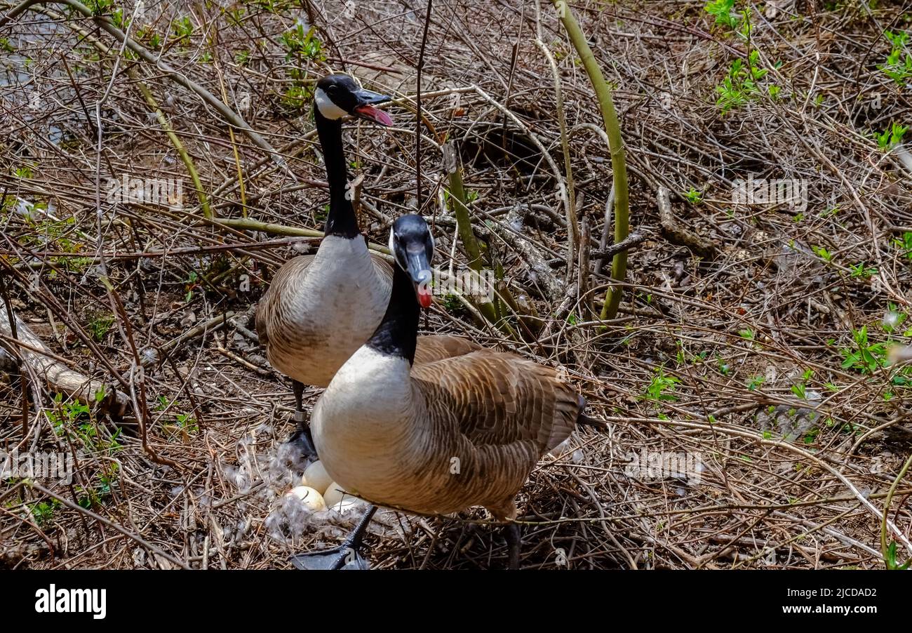 Female canadian goose nesting hi-res stock photography and images - Alamy
