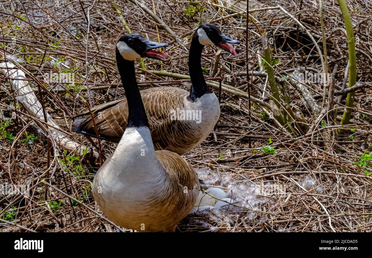 Canada goose (Branta canadensis). Male and female goose on a nest with eggs on an island among