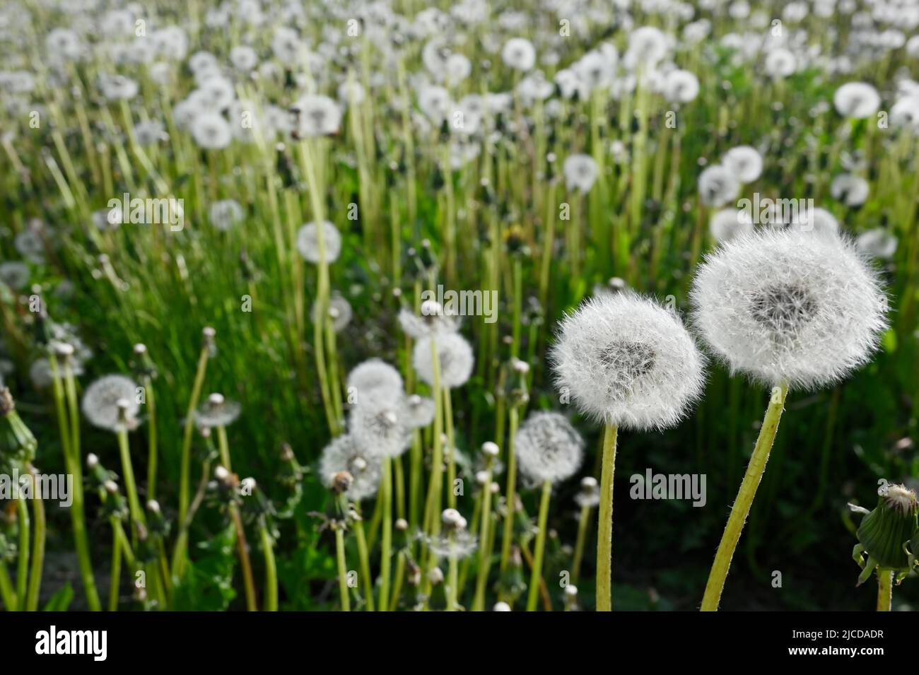 dandelion blowballs or seed heads on a meadow in summer Stock Photo