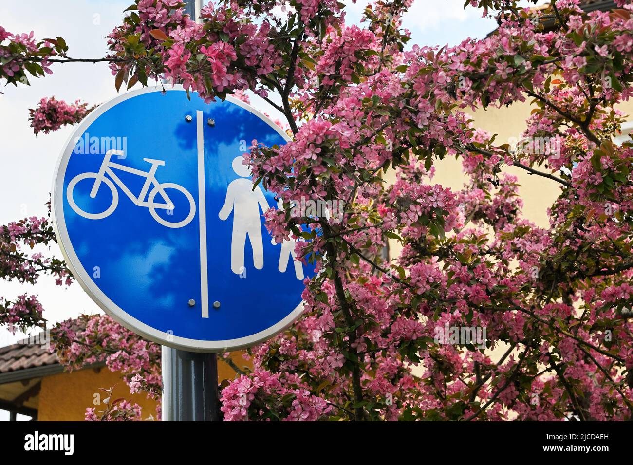 sign bike path and footpath among blossoming apple tree flowers Stock Photo
