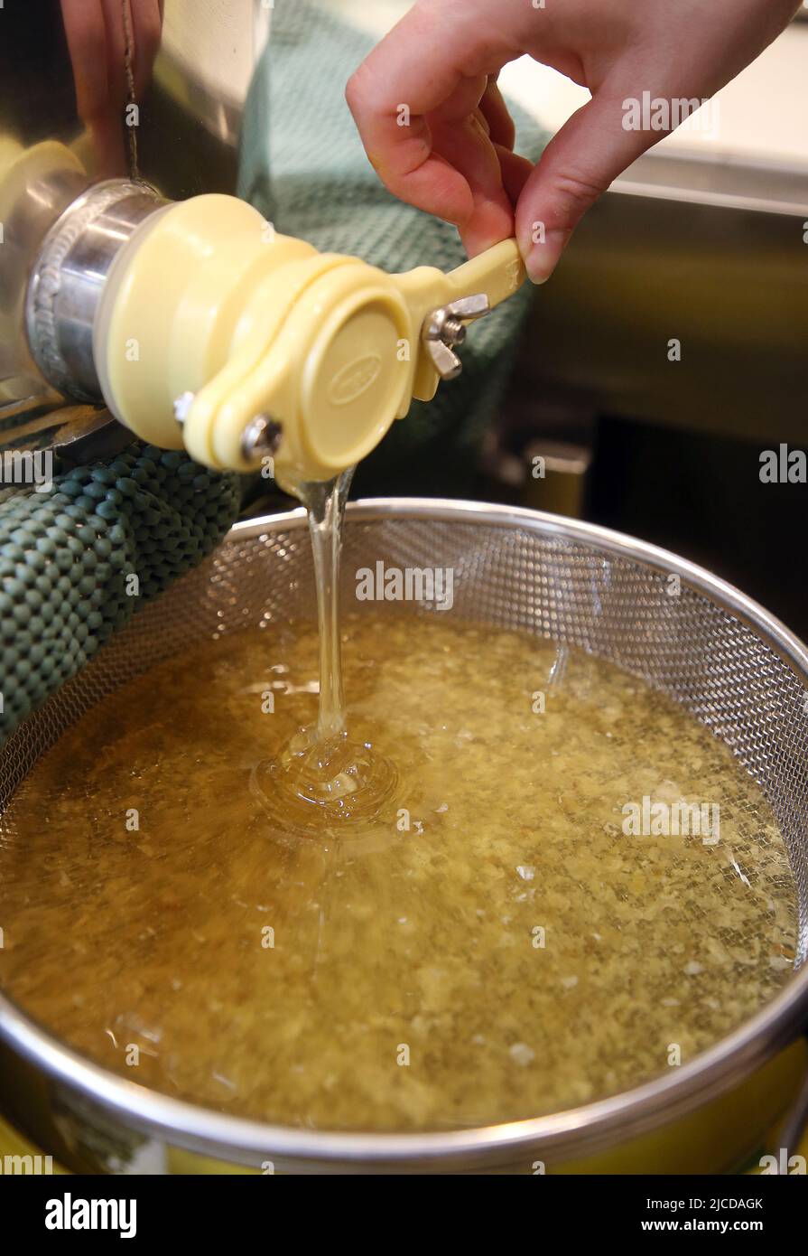 Berlin, Germany. 12th June, 2022. Freshly extracted honey flows from the tap of a honey extractor through a sieve into a bucket. The beekeepers harvest the honey of the spring season so that the bees again have room to convert the nectar of the summer season into honey in the hive and store it. Credit: Wolfgang Kumm/dpa/Alamy Live News Stock Photo