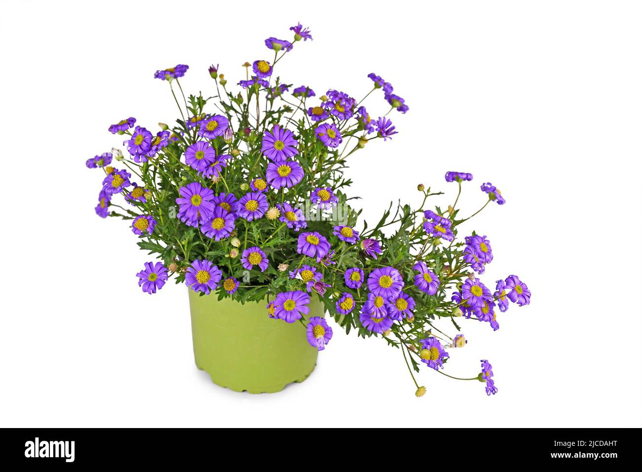 Blooming purple rocky daisy flowers in pot on white background Stock Photo