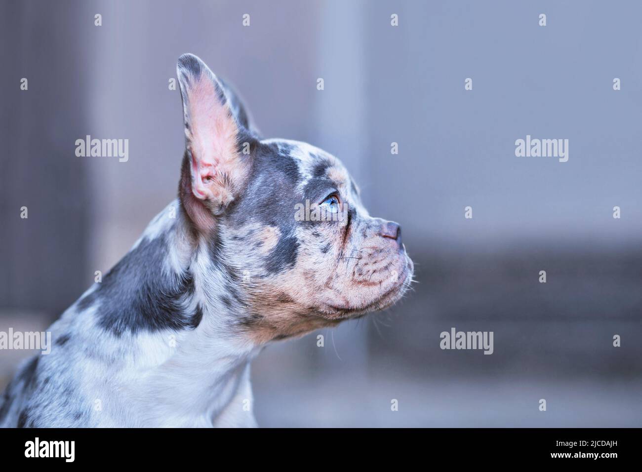 Side view of young blue merle tan French Bulldog dog with long healthy nose Stock Photo