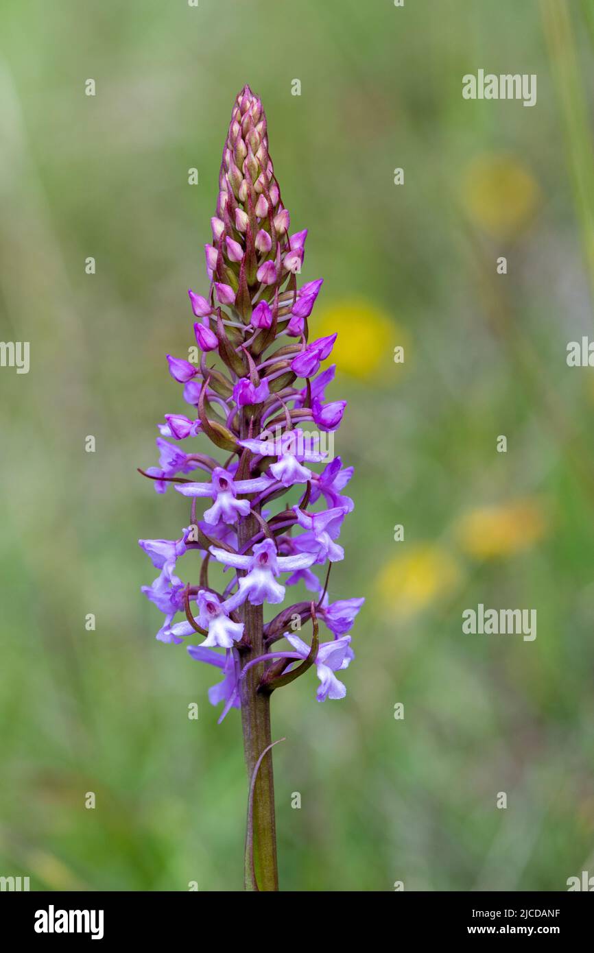 Common fragrant-orchid (Gymnadenia conopsea), wildflower growing on chalk downland in the North Downs, Surrey, England, UK, during June Stock Photo