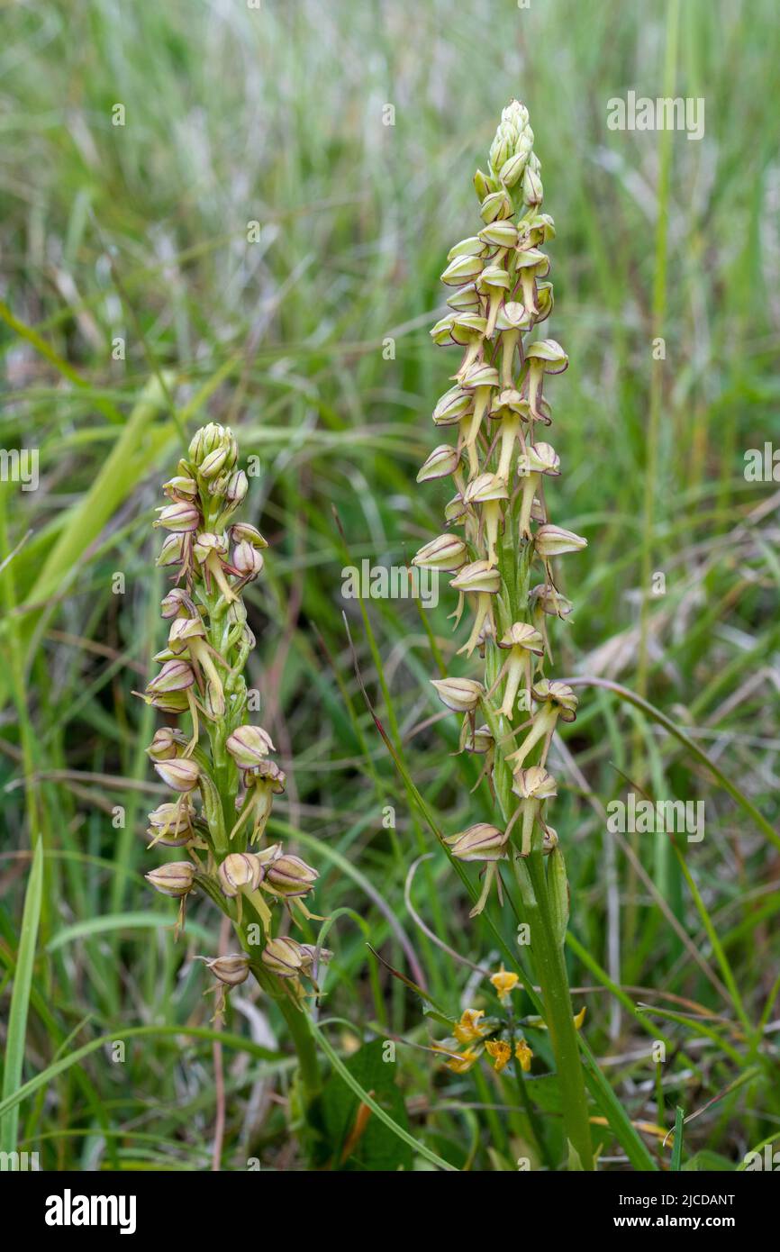 Man orchids (Orchis anthropophora), wildflowers on chalk downland in the North Downs, Surrey, England, UK, flowering during June Stock Photo