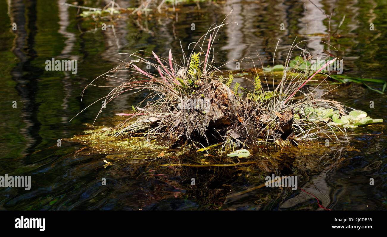 vegetation growing from dead log, in water, nature's artistry, reflection, natural still life, Ichetucknee Springs State Park, Florida, Fort White, FL Stock Photo