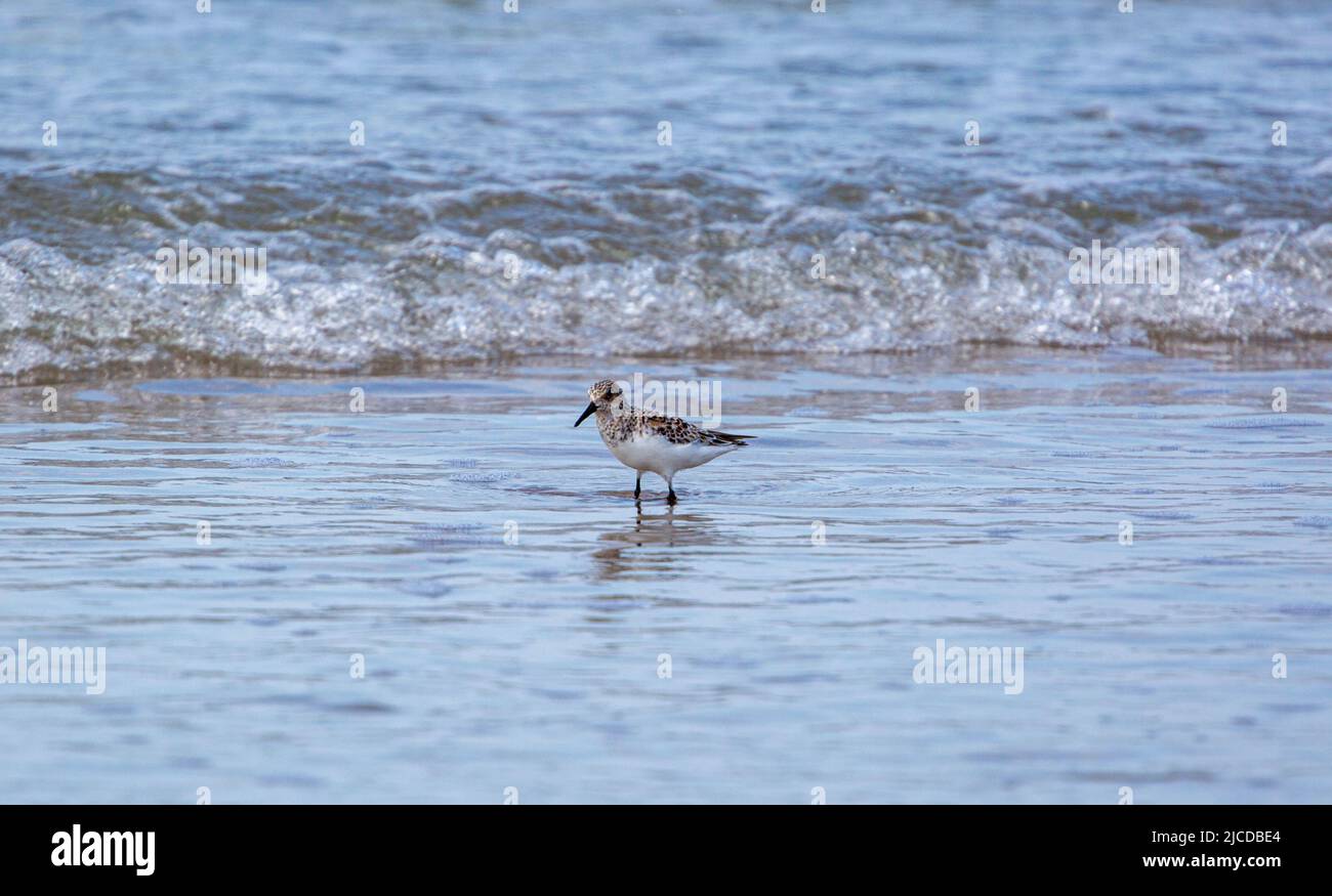 Oyster Catchers at Aber Dyfi Beach Stock Photo