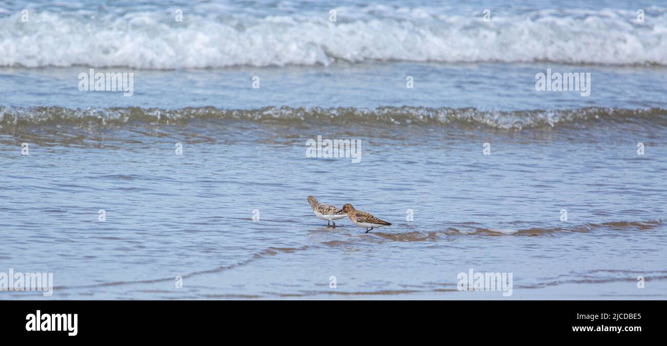 Oyster Catchers at Aber Dyfi Beach Stock Photo