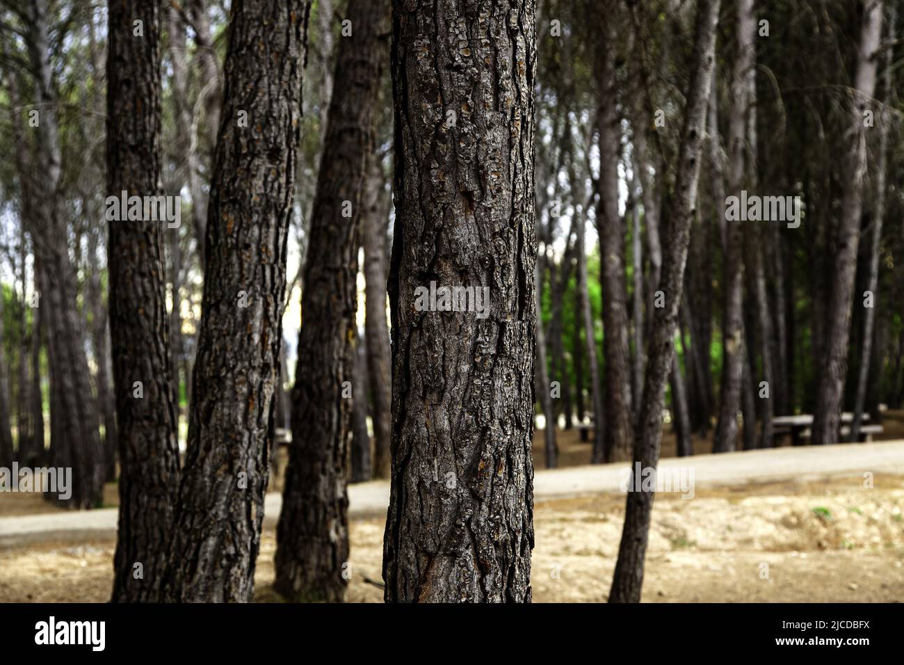 Detail of lumber industry, deforestation and destruction of the environment Stock Photo