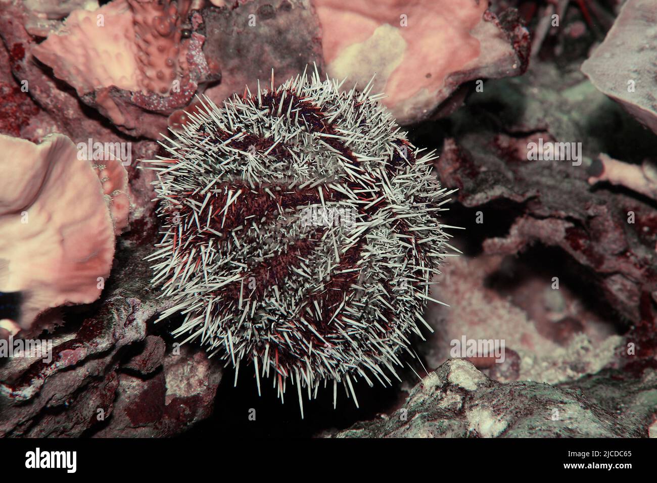 Sea urchin in a New England tidepool, Maine Stock Photo
